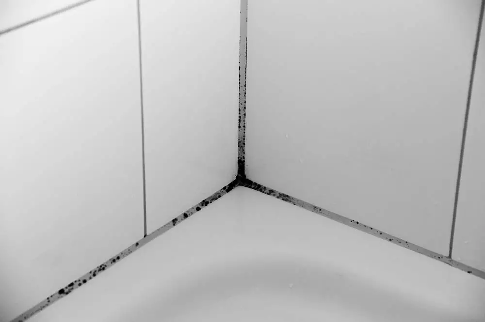 Is Bathroom Mold Black Mold?