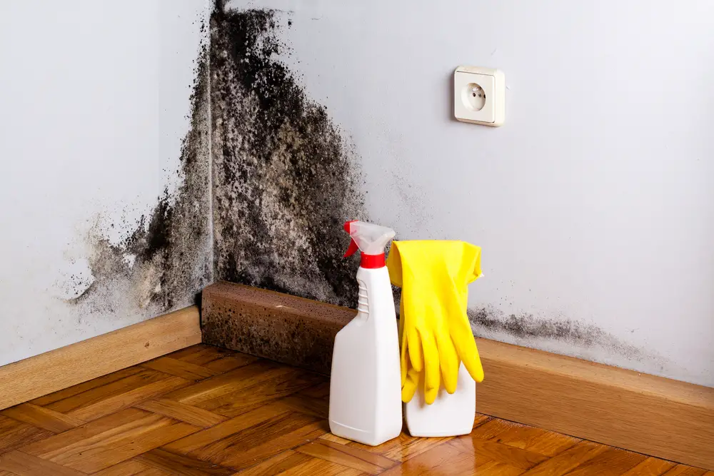 Black,Mold,In,The,Corner,Of,Room,Wall.,Preparation,For