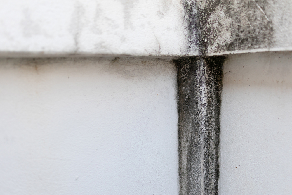 Can I Sue for Mold Exposure?