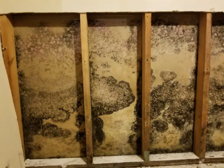 Can Mold Get Through Plastic? Debunking the Myths and Understanding the