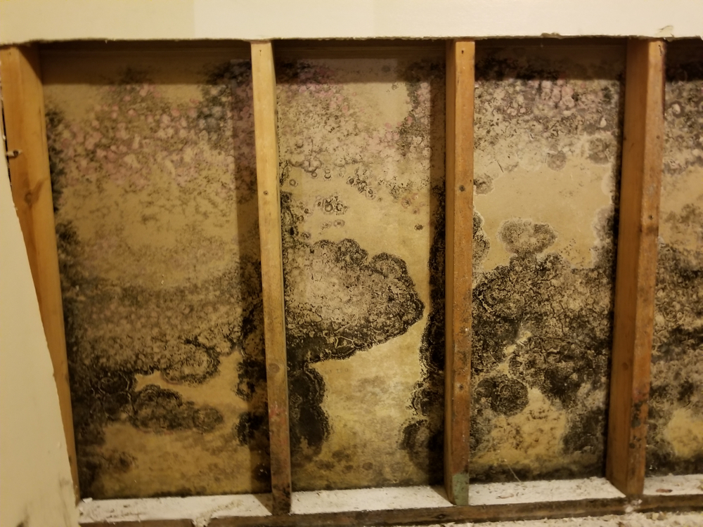 Can mold spores travel through drywall