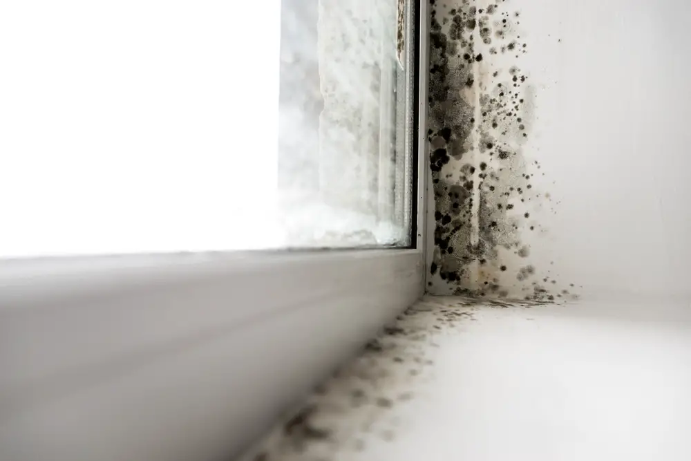 Can You Rent a Mold Fogger?