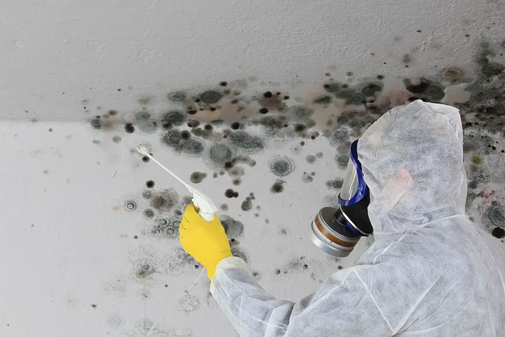 Do You Need Certification To Remove Mold?