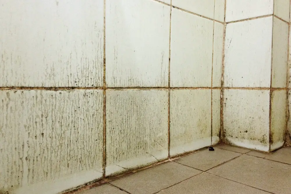 Mold,And,Fungus,Appear,On,The,Bathroom,Walls.