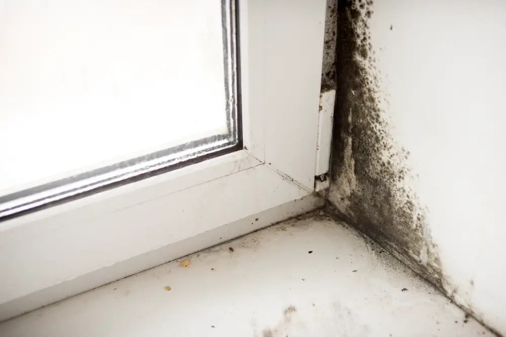 How Do You Know If It Is Black Mold?