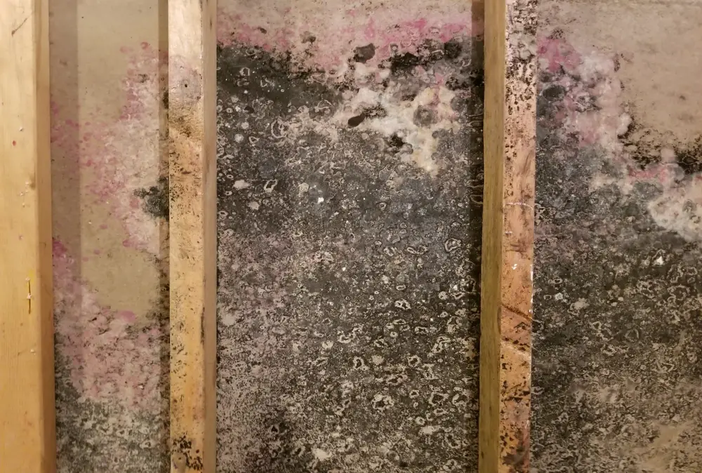 How Fast Does Drywall Mold?
