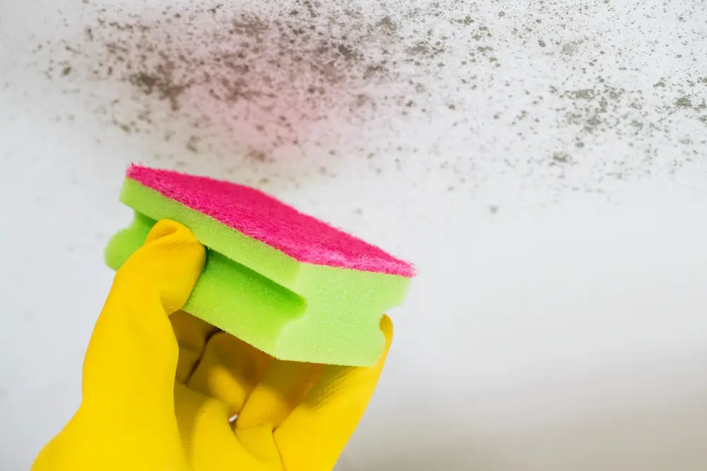 How Do You Get Rid of Mold in Your Bathroom Ceiling?