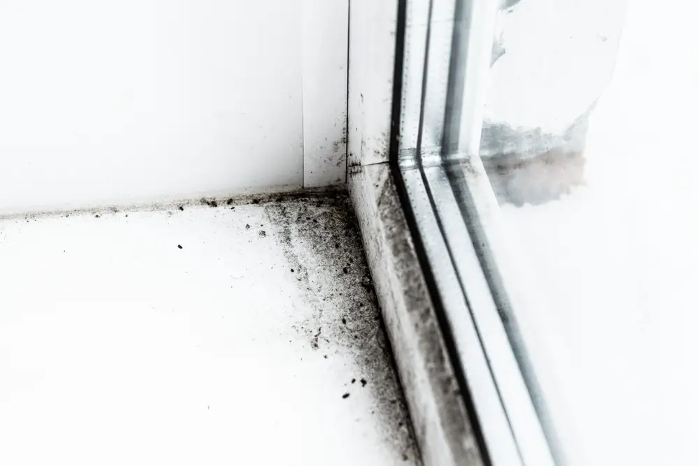 Mold,In,The,Corner,Of,The,Window