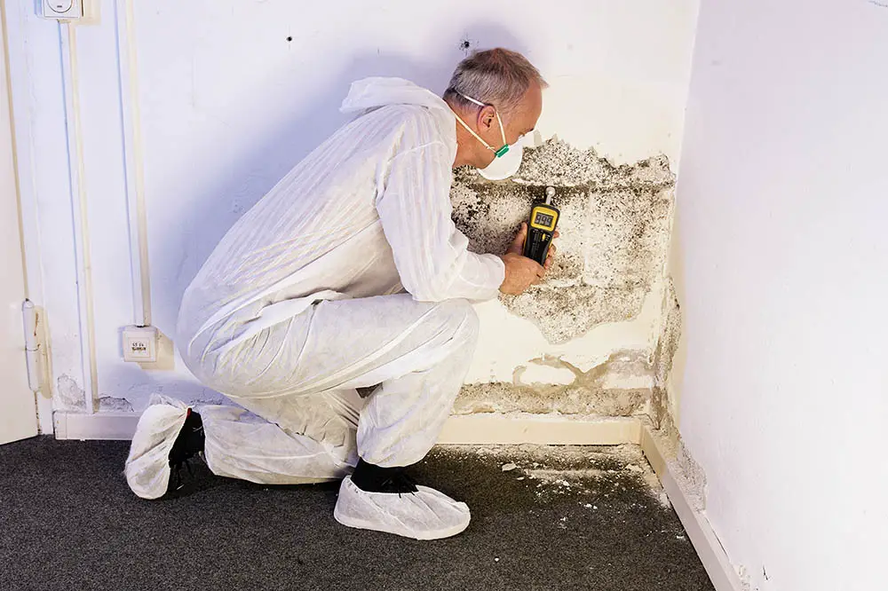 How much does it cost to get your house checked for mold