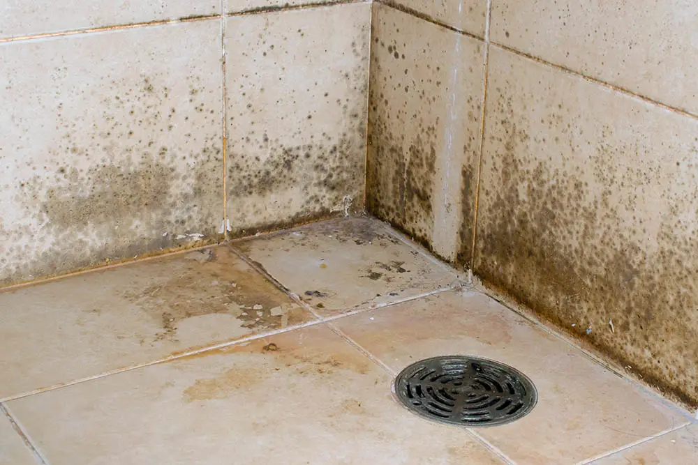 Is Bathroom Mold Black Mold?