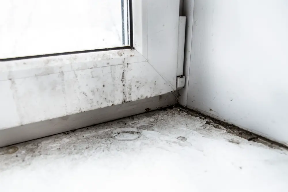 Is Black Mold In An Apartment Illegal?