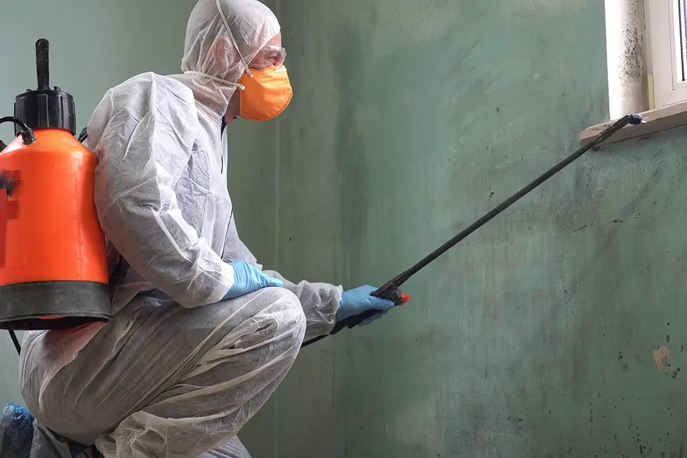 Is mold remediation business profitable