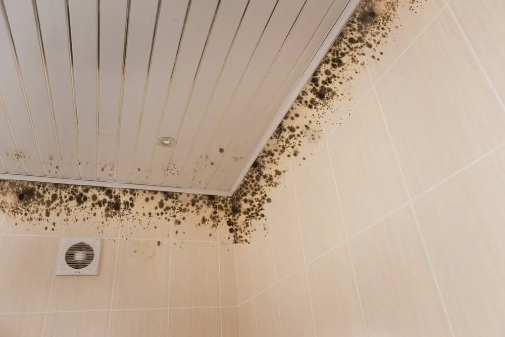 What does toxic mold look like?