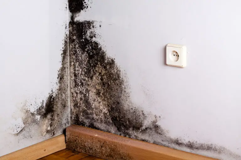 Can Mold Get Through Plastic? Debunking the Myths and Understanding the