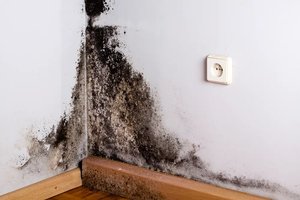 What’s The Difference Between Black Mold and Regular Mold?