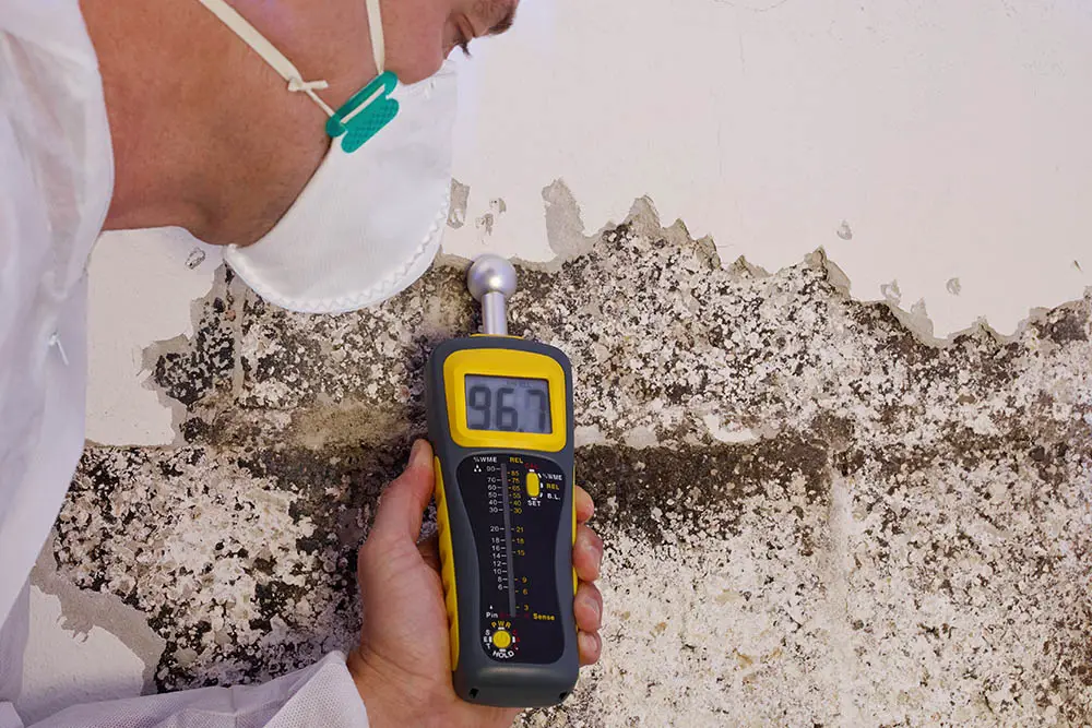 How much does it cost to get your house checked for mold