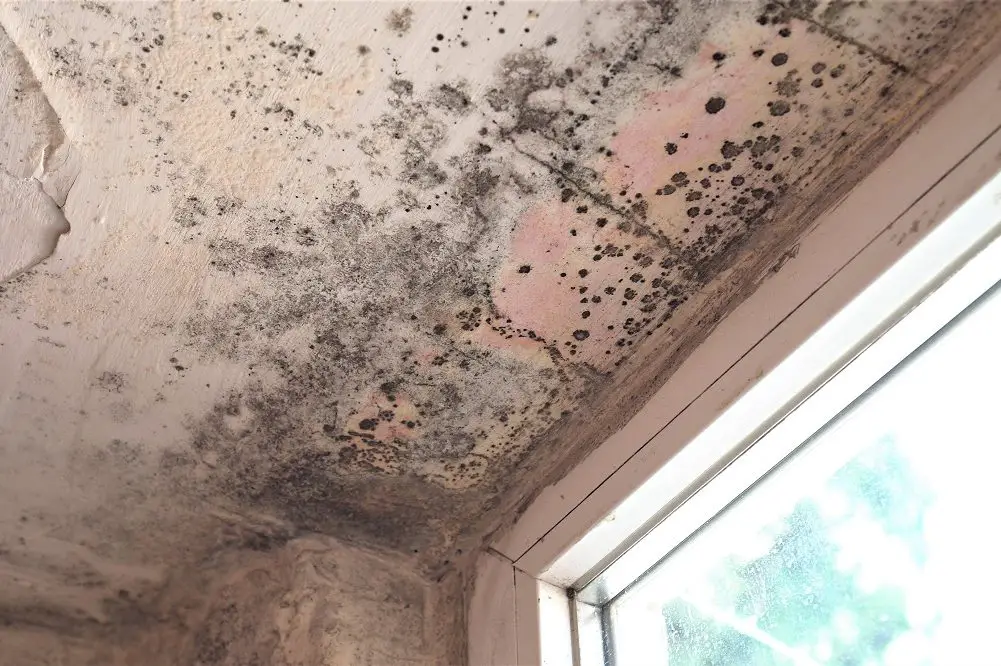 Mold,Growth.,Damp,Walls,,Ceiling,,Window,Frames,And,Glass,In