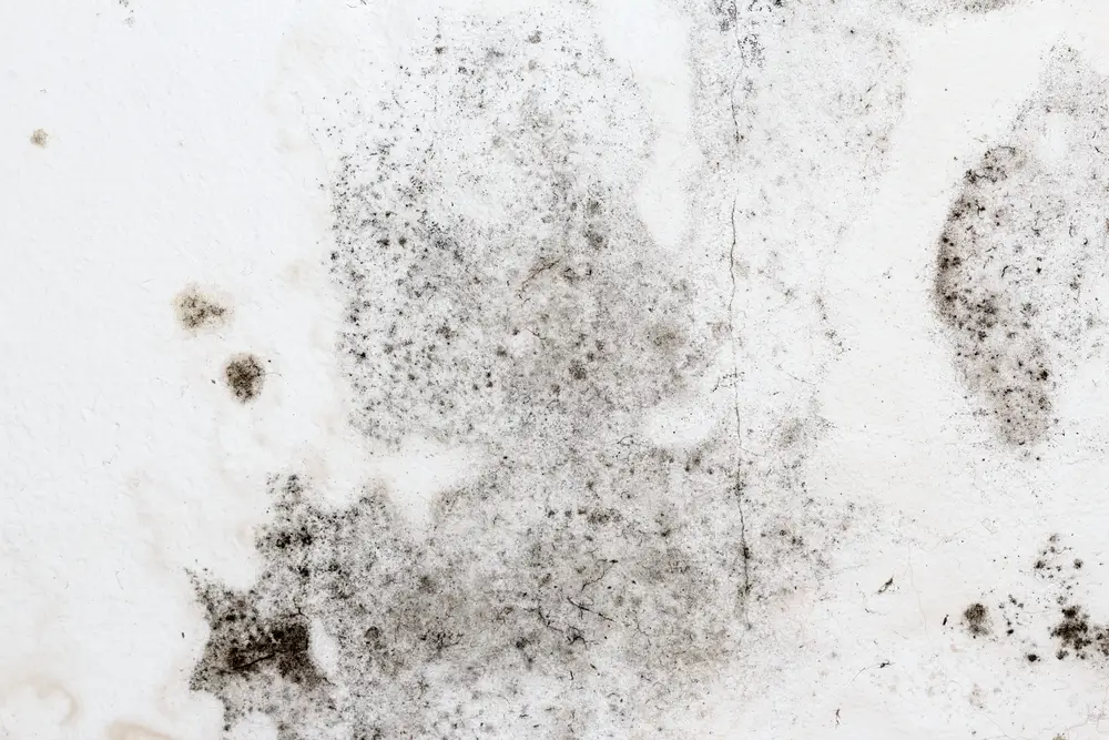 Will a Bank Finance a House with Mold?